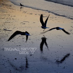  Tingvall Trio  -- Birds